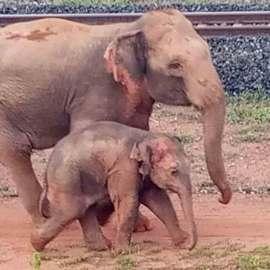 Birth rate of elephants rising at forest areas of Jhargram