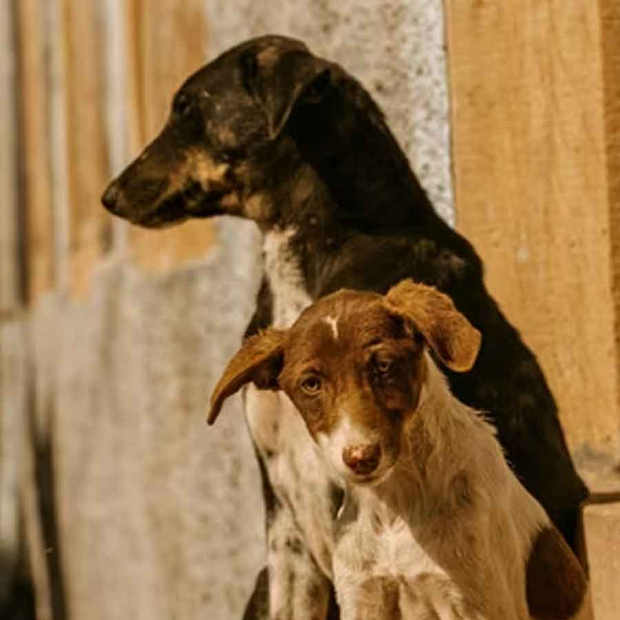 Thailand boy who neglected by family raised with six dogs and communicates through barking