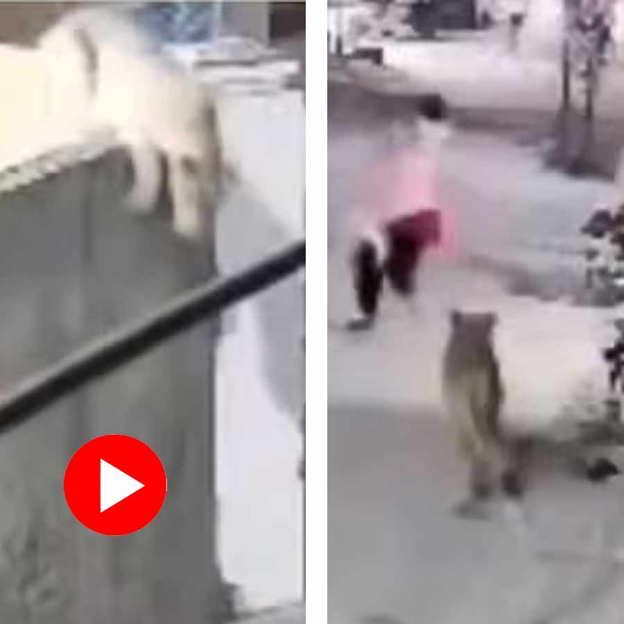 escaped pet lion attacked a woman and two children