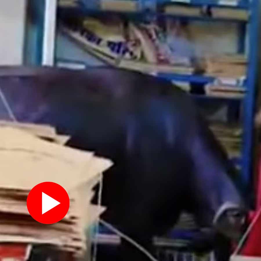 Video shows chaos created in Municipality office in Meerut as a buffalo enters
