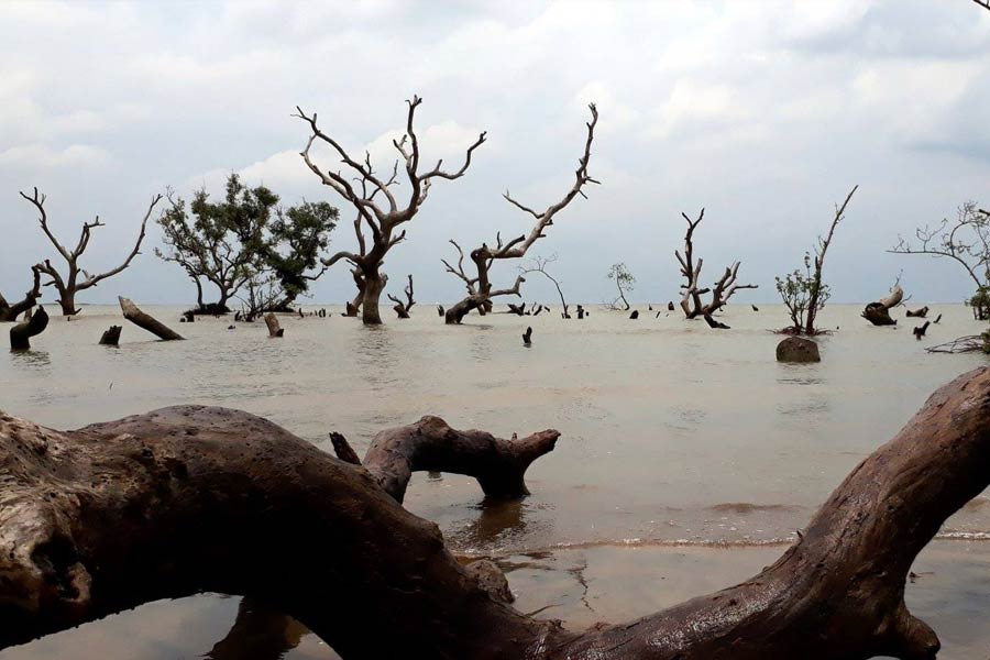 ম্যানগ্রোভ দেখতে ঘুরে নিন বিচিত্রপুর।