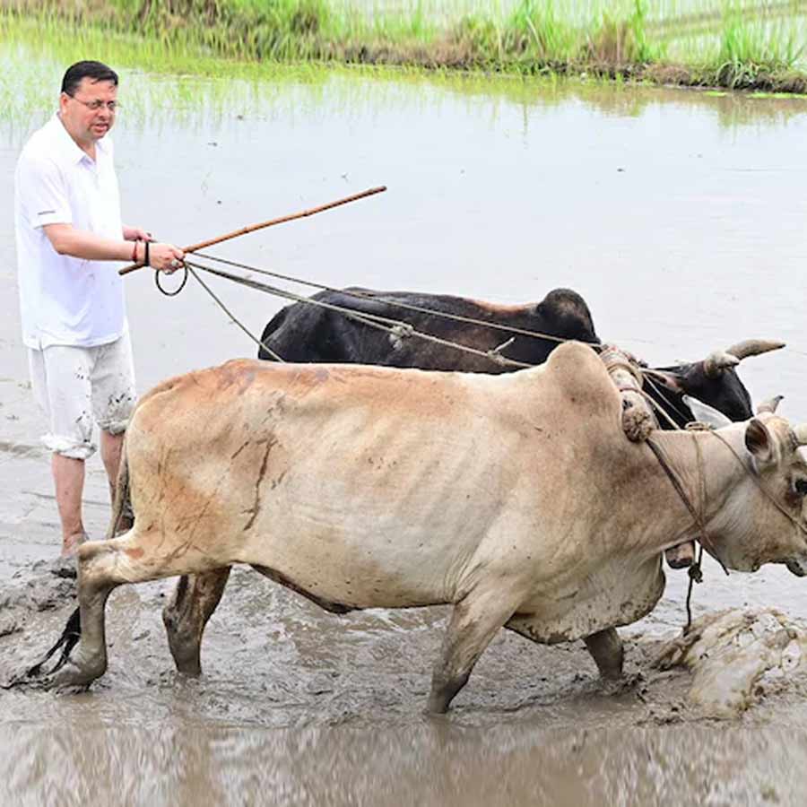 Uttarakhand CM Pushkar Singh Dhami seen ploughing paddy field dgtl
