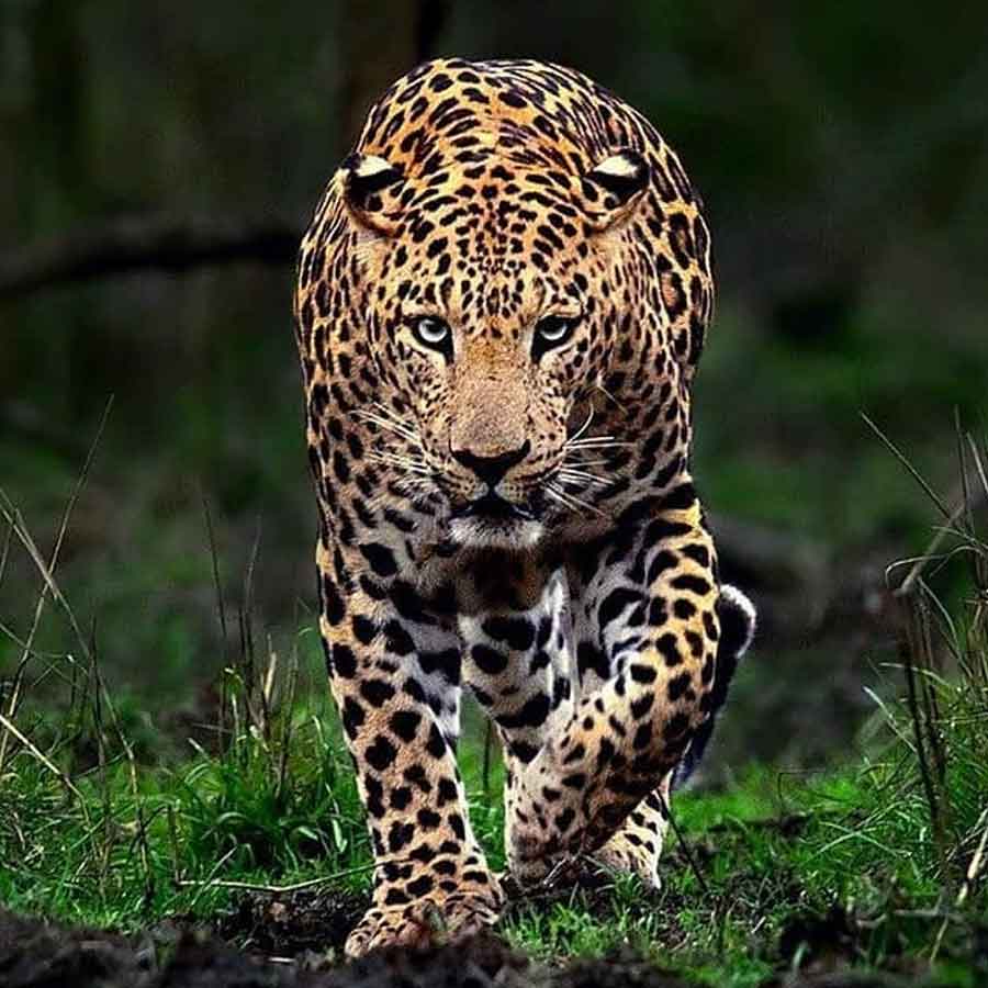 22 tigers, 40 leopards died in four months in Maharashtra, what is the reason dgtl