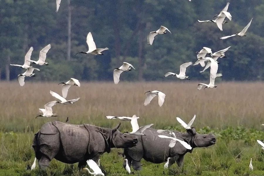 পবিতোরা অভয়ারণ্য।