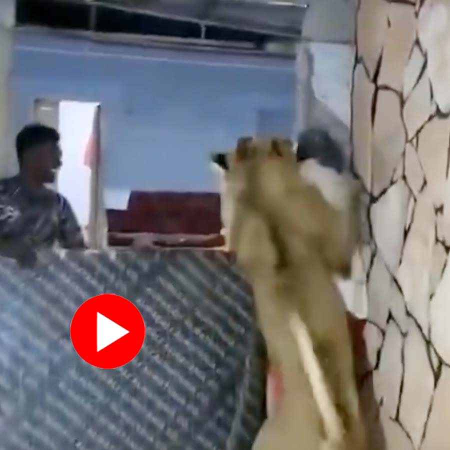 Video of man releasing his pet lion on employee for amusement in Libya dgtl