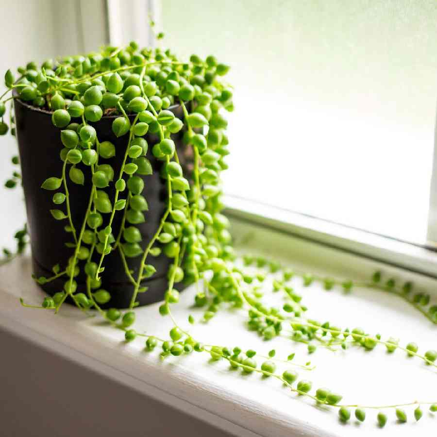 অন্দরসজ্জায় রাখতে পারেন স্ট্রিং অফ পার্লস।