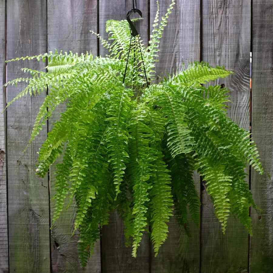 বস্টন ফার্নও কিন্তু ঘরের সৌন্দর্য বাড়িয়ে দিতে পারে।