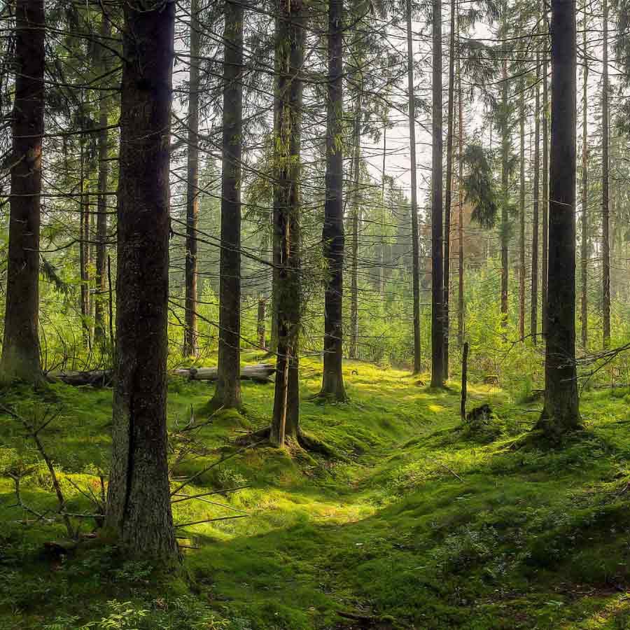 All need to know about Chris McCandless, American youth who left family for adventure and died in 24 