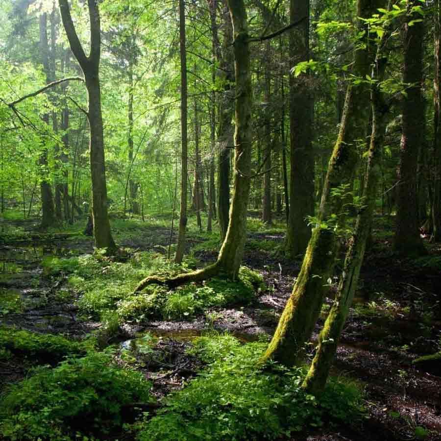 All need to know about Chris McCandless, American youth who left family for adventure and died in 24 