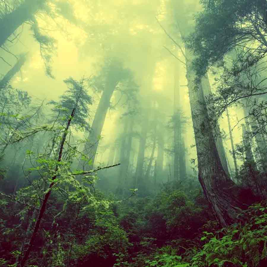 All need to know about Chris McCandless, American youth who left family for adventure and died in 24 