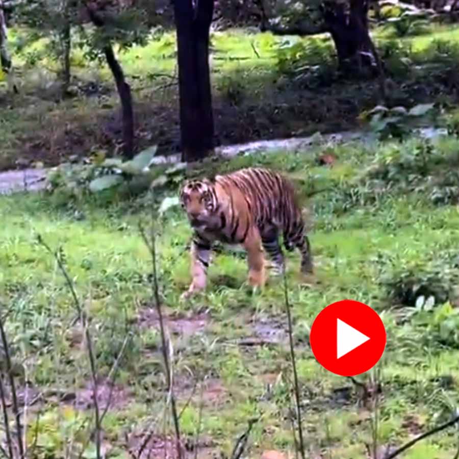 Video of tiger walking on road in Panna tiger reserve goes viral dgtl