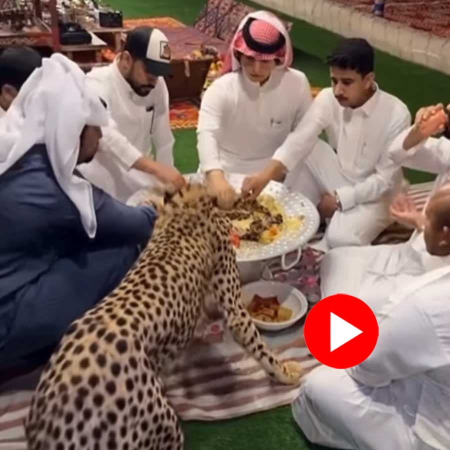 Video of cheetah eating biryani in Saudi Arab goes viral dgtl