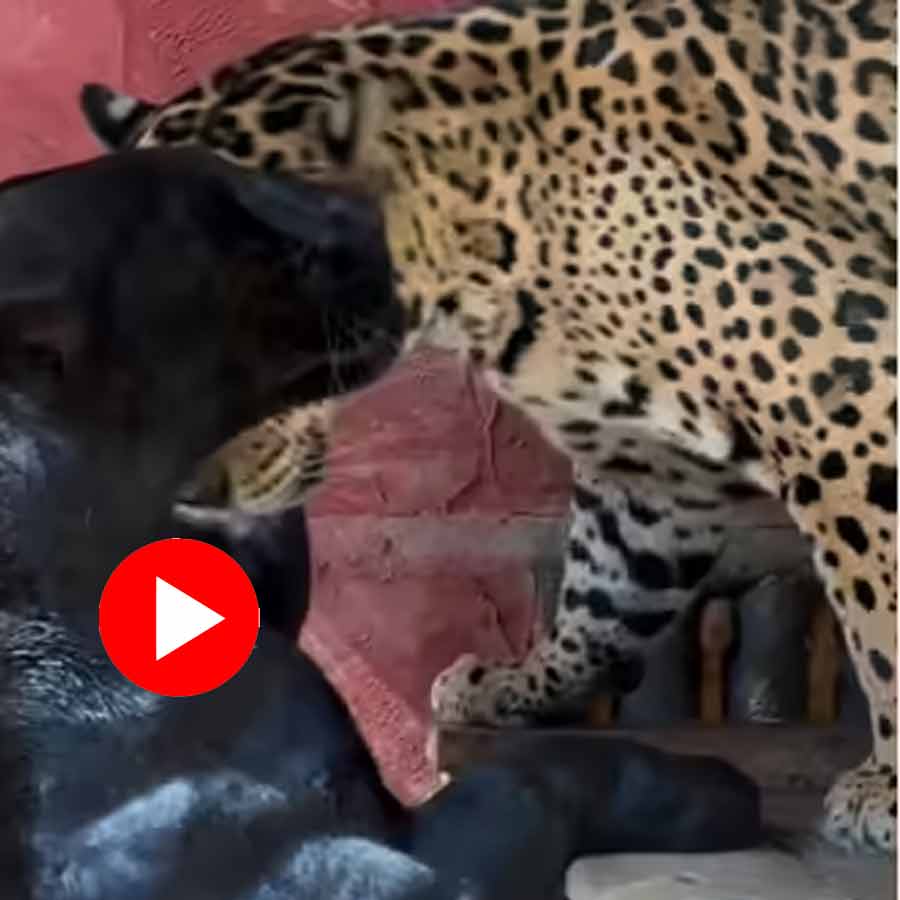 Video shows a Jaguar and Black Panther loving each other