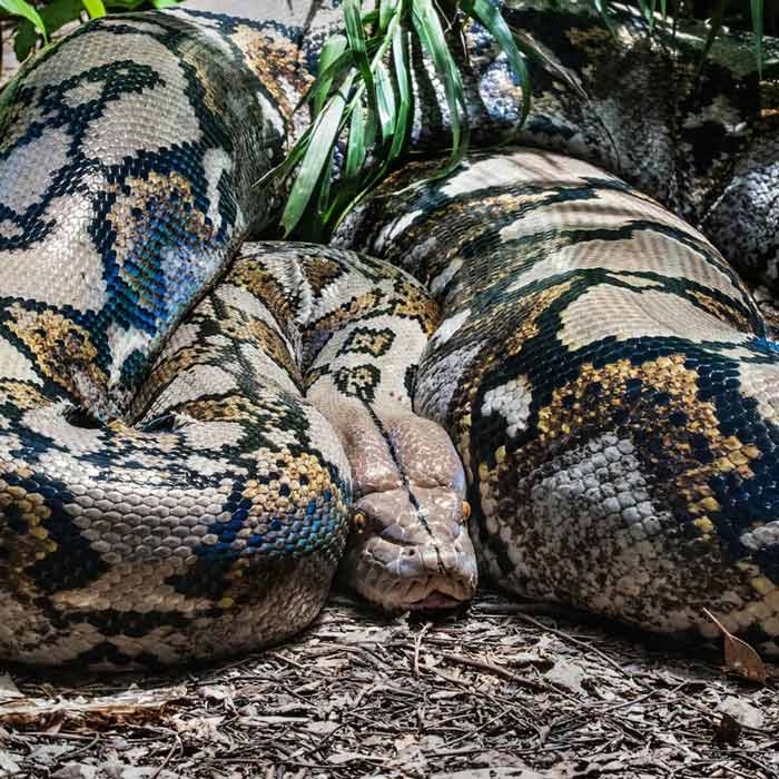Missing farmer found in stomach of Python in Indonesia dgtl