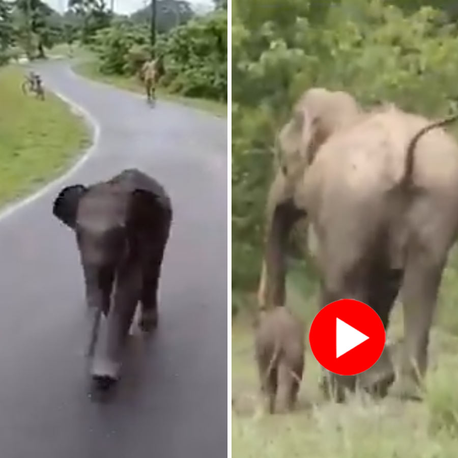 Video of lost baby elephant reuniting with its mother in Kaziranga national park goes viral dgtl