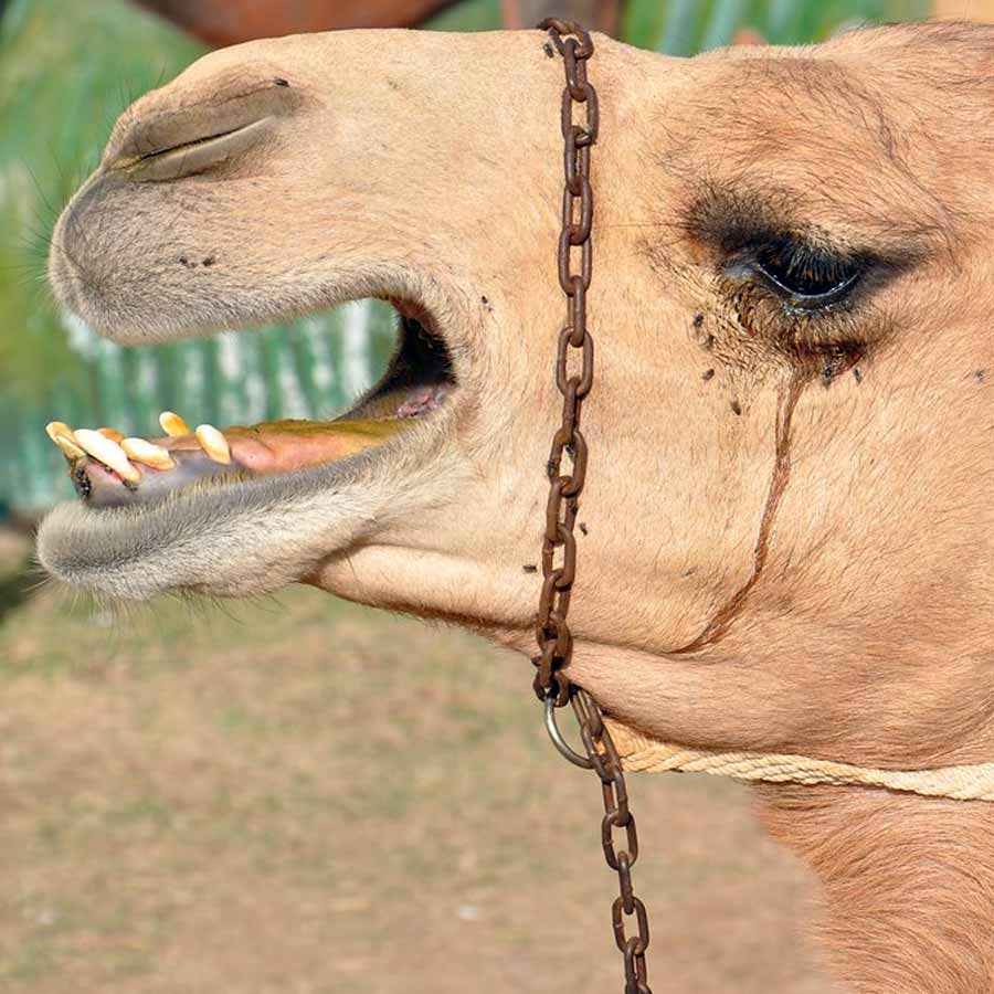 New study claims one drop of camel’s tear can neutralize 26 snake venoms