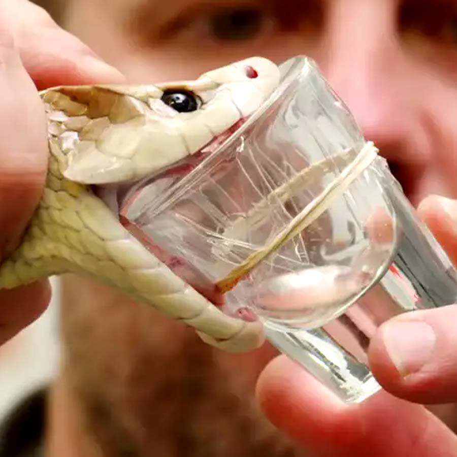 New study claims one drop of camel’s tear can neutralize 26 snake venoms
