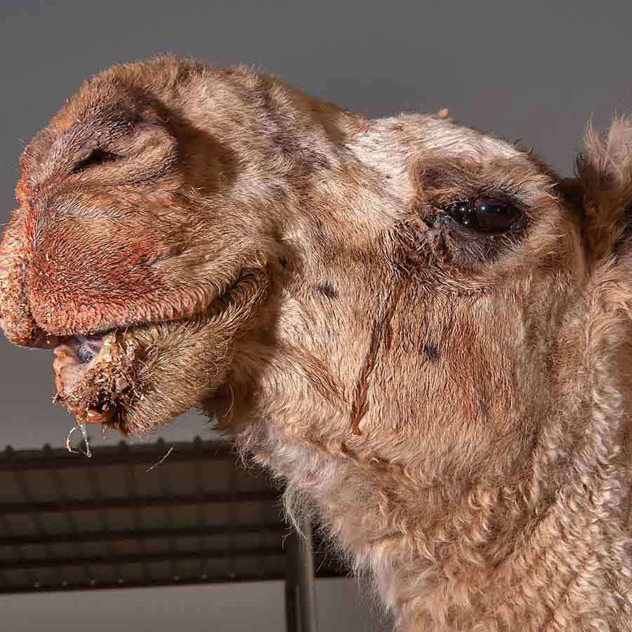 New study claims one drop of camel’s tear can neutralize 26 snake venoms