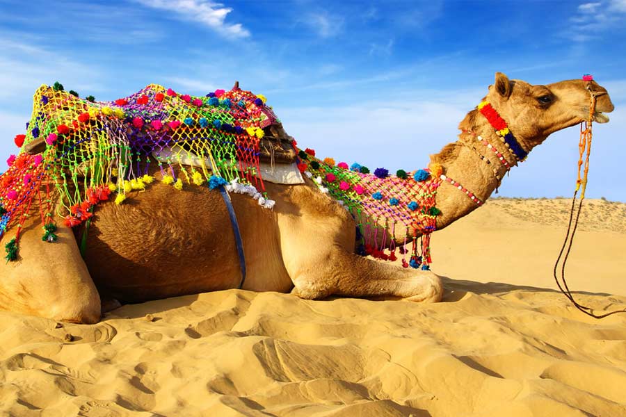 New study claims one drop of camel’s tear can neutralize 26 snake venoms