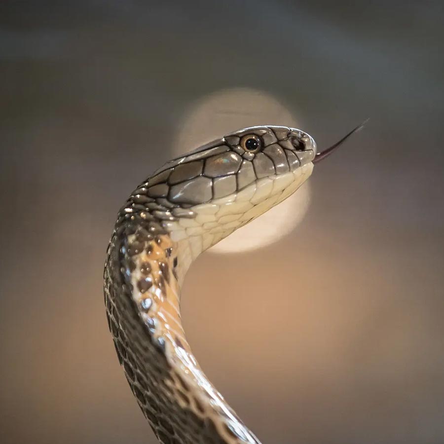 New study claims one drop of camel’s tear can neutralize 26 snake venoms