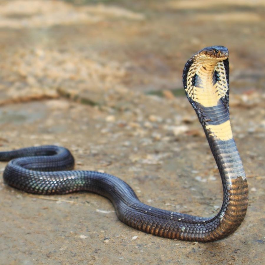 New study claims one drop of camel’s tear can neutralize 26 snake venoms