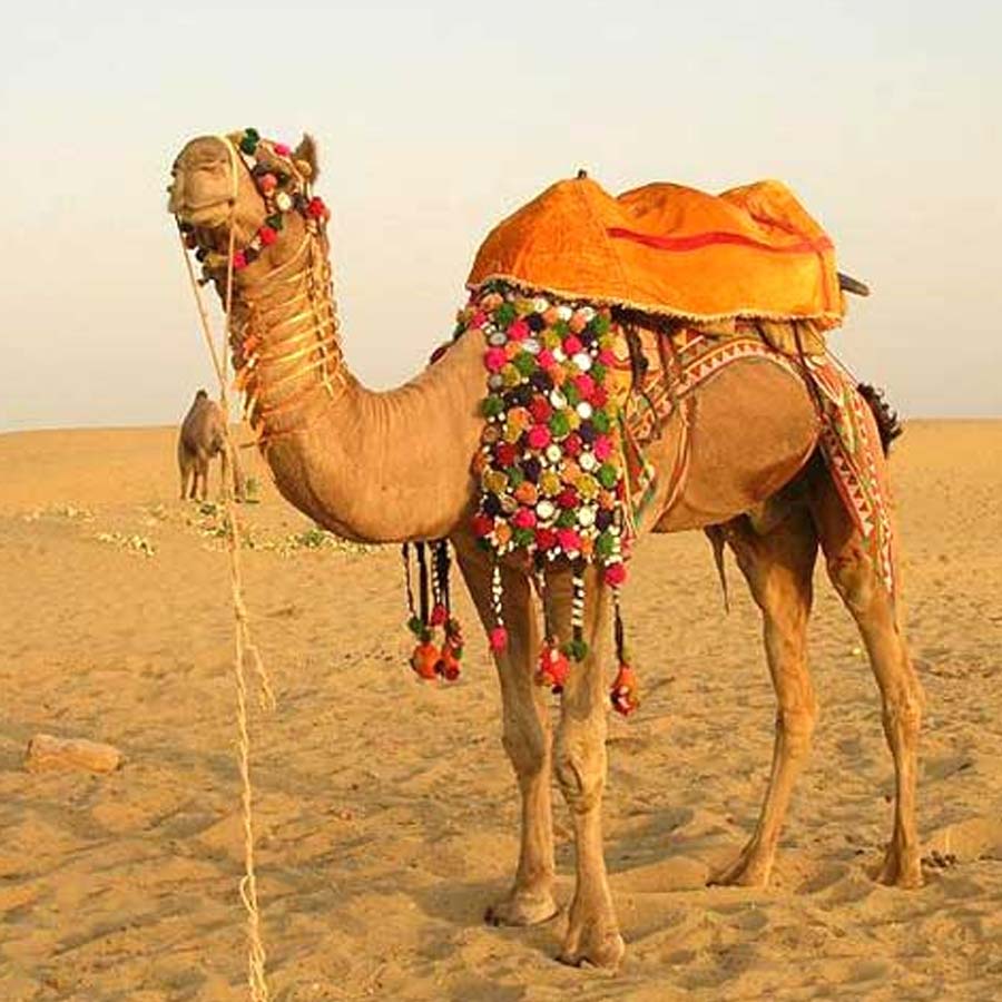 New study claims one drop of camel’s tear can neutralize 26 snake venoms