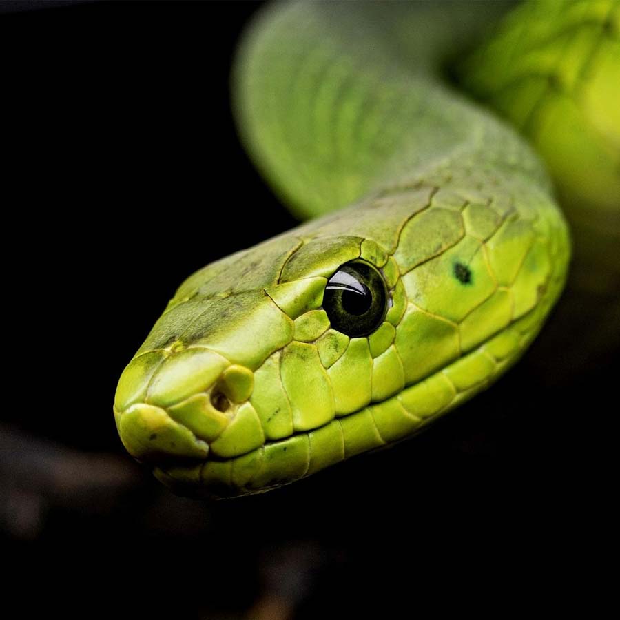 New study claims one drop of camel’s tear can neutralize 26 snake venoms