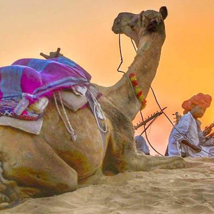 New study claims one drop of camel’s tear can neutralize 26 snake venoms
