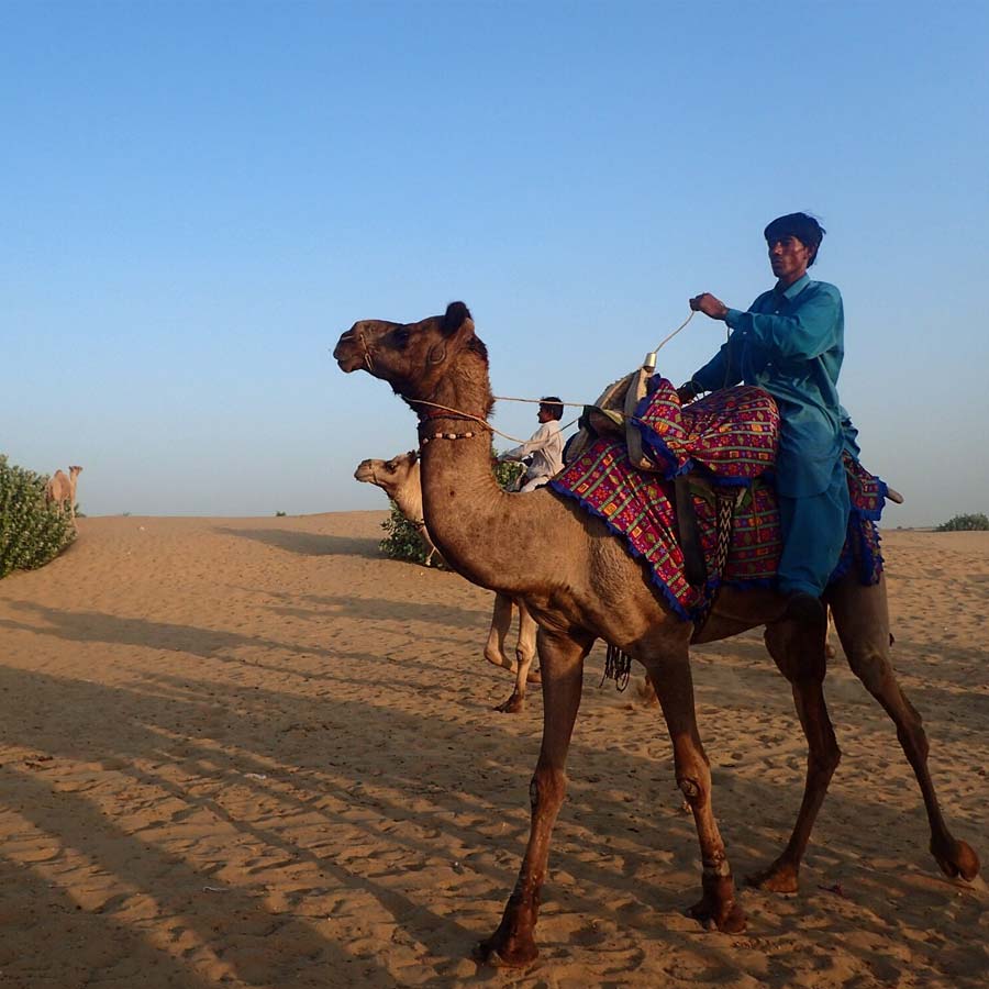 New study claims one drop of camel’s tear can neutralize 26 snake venoms