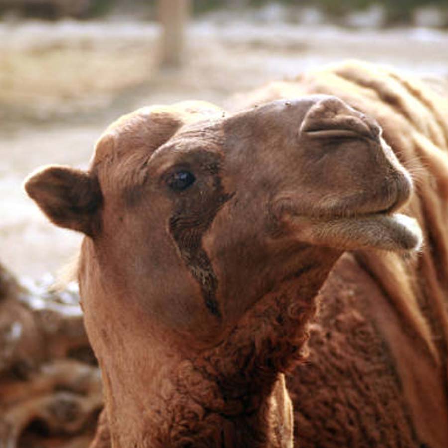 New study claims one drop of camel’s tear can neutralize 26 snake venoms