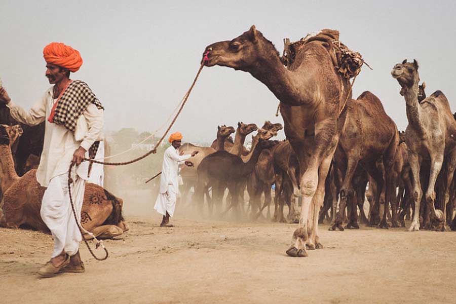 New study claims one drop of camel’s tear can neutralize 26 snake venoms