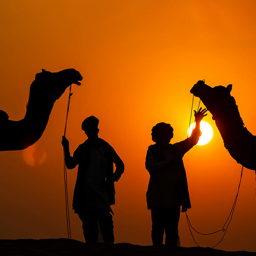 New study claims one drop of camel’s tear can neutralize 26 snake venoms