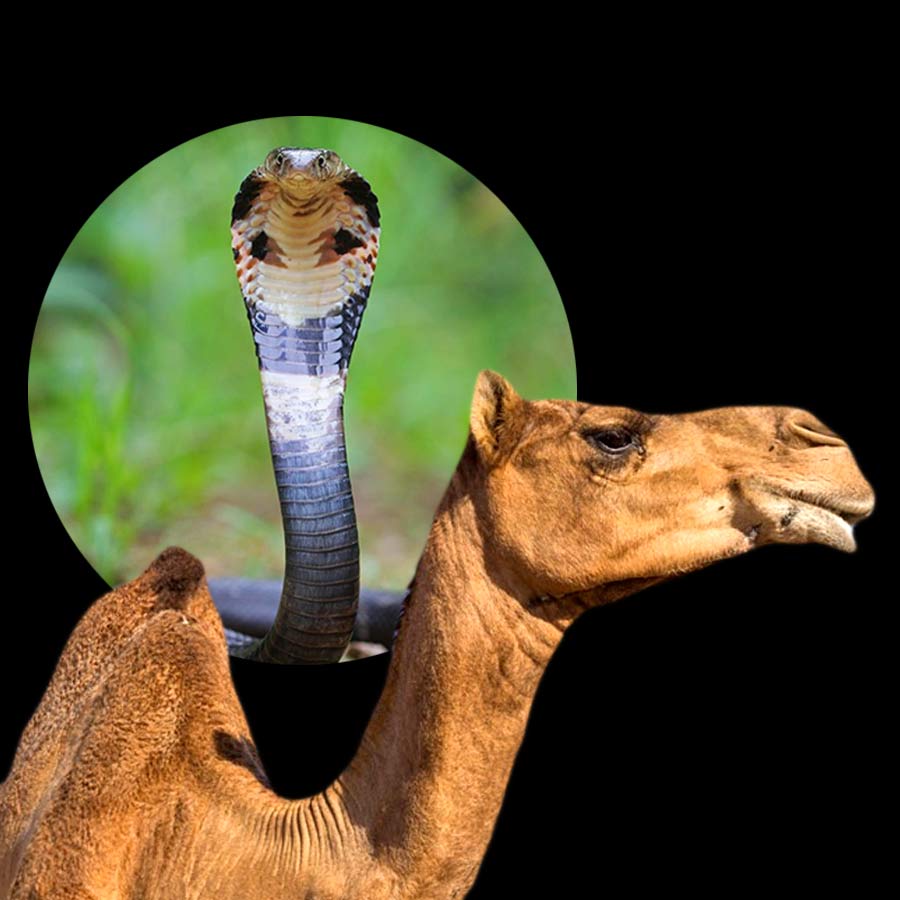 New study claims one drop of camel’s tear can neutralize 26 snake venoms