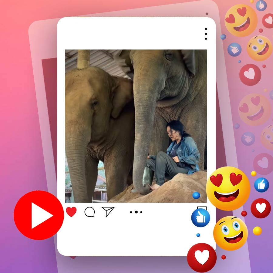Video of elephants singing with their caretaker goes viral dgtl