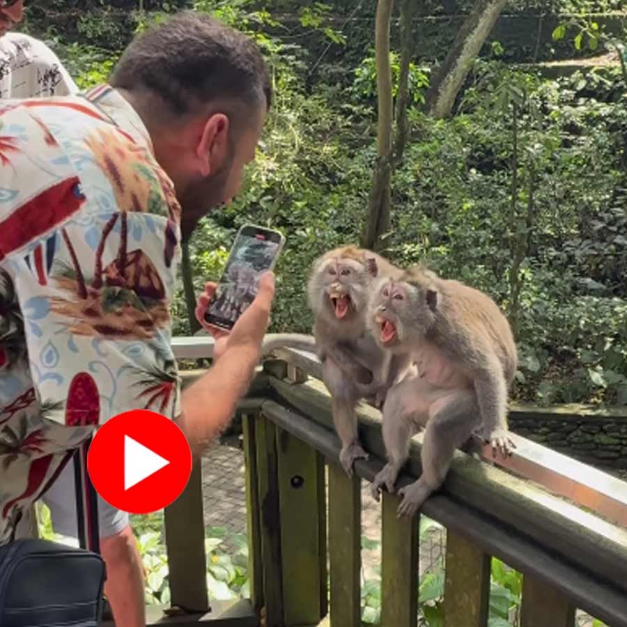 Video of monkeys making weird faces while man trying to take their pictures goes viral dgtl