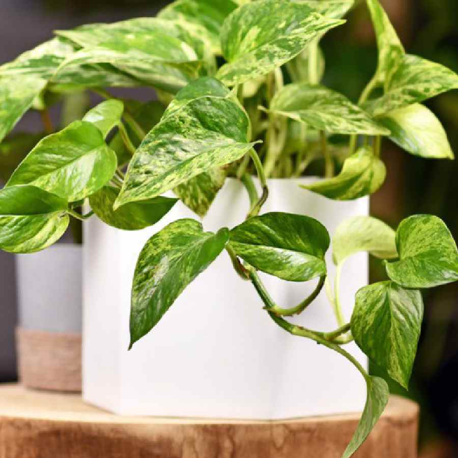 How often you need to pour water in pothos in monsoon dgtl