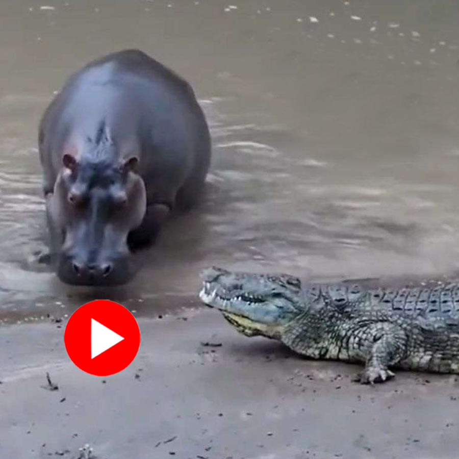 Video shows brawl between a crocodile and hippopotamus