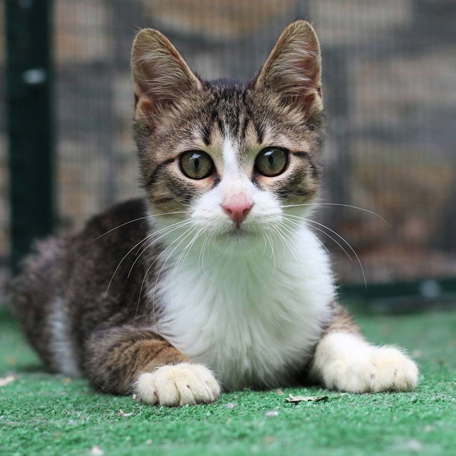 old man from China has offered his entire inheritance