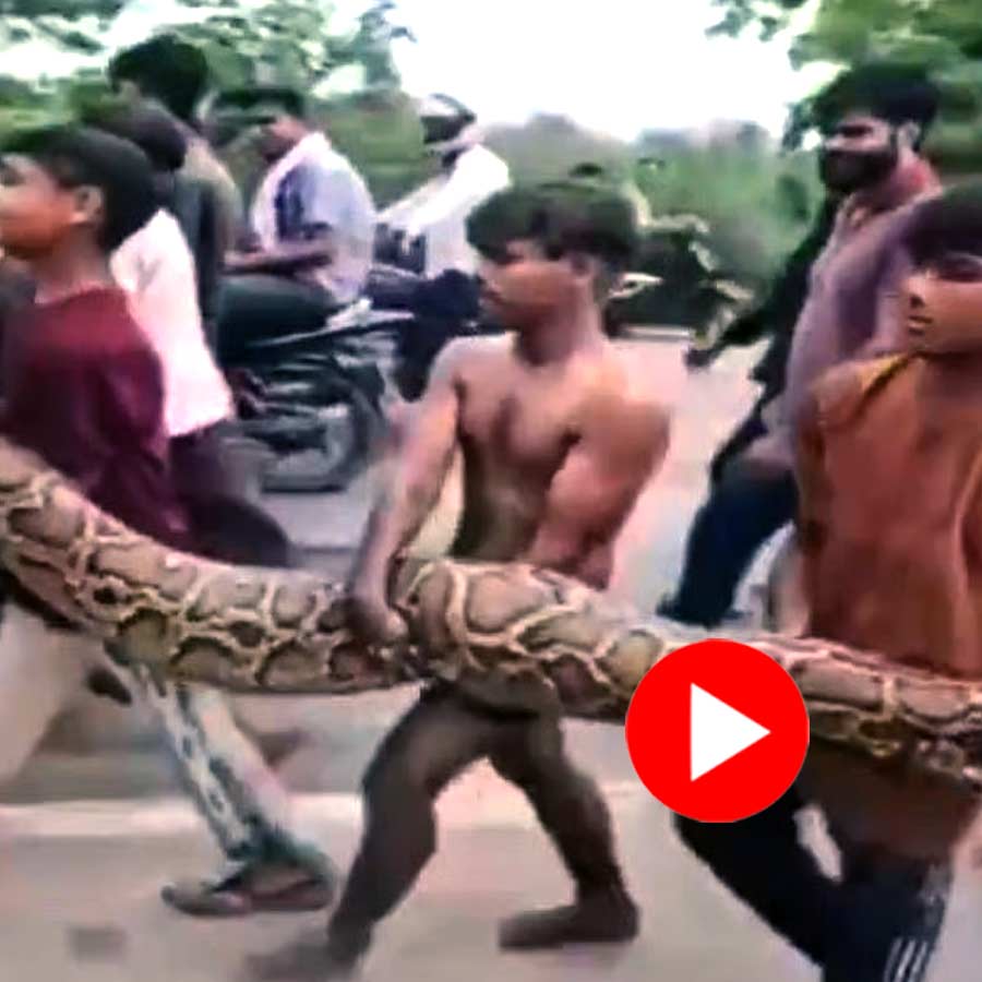 kids carried the python in their hands