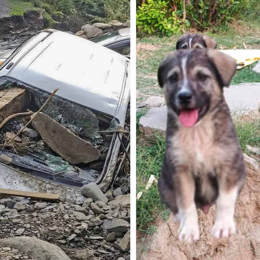 One dog saved life of 67 people in a village in Himachal Pradesh dgtl