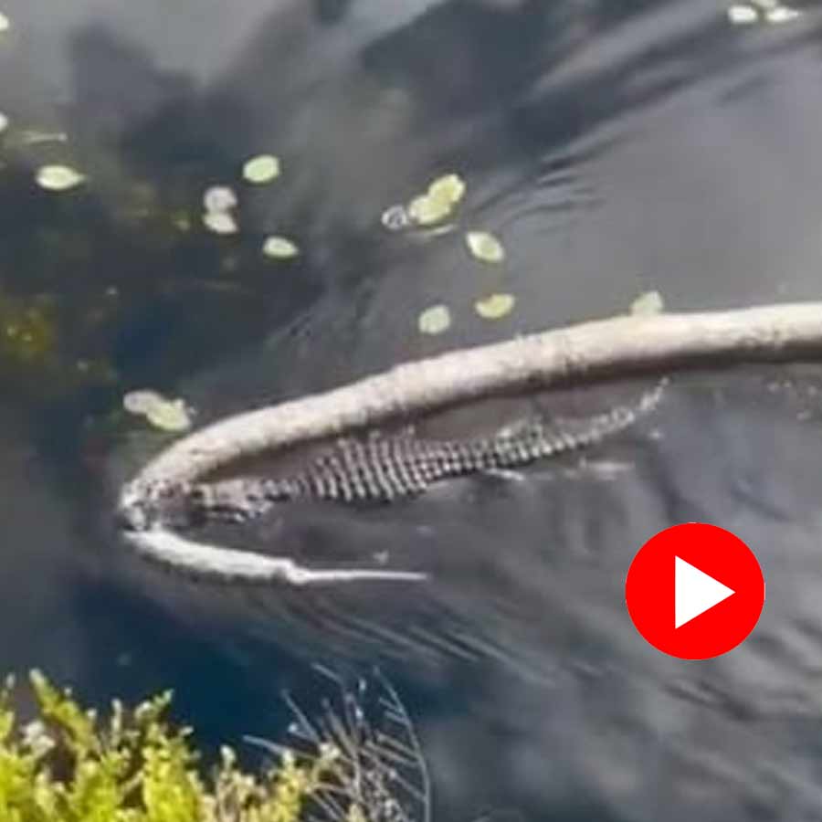 crocodile who hunts 18 feet long python