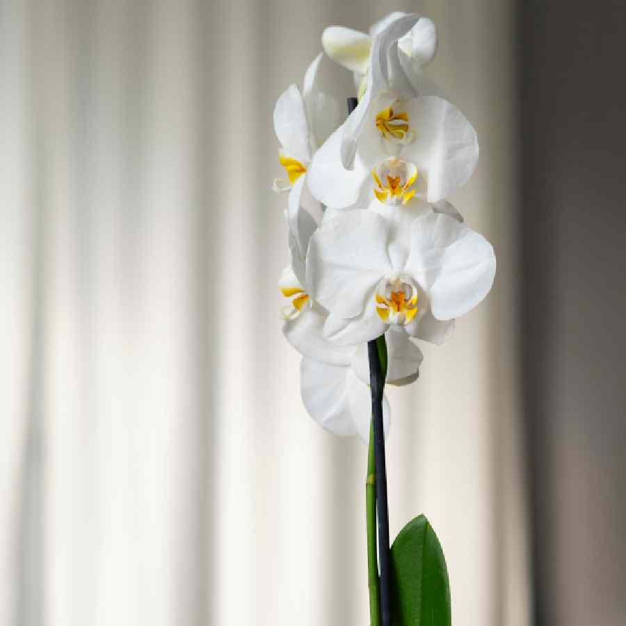 You must think twice for buying these 3 plants for home decoration dgtl