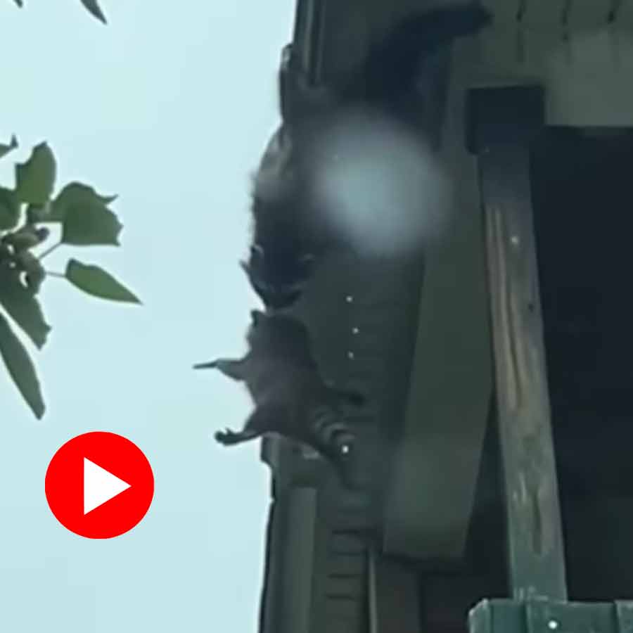 Video of mother raccoon saving its baby from falling from rooftop in Pennsylvania goes viral dgtl