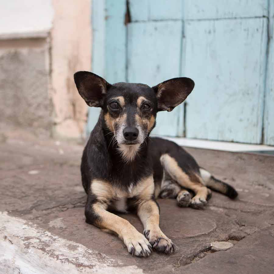 stray dogs