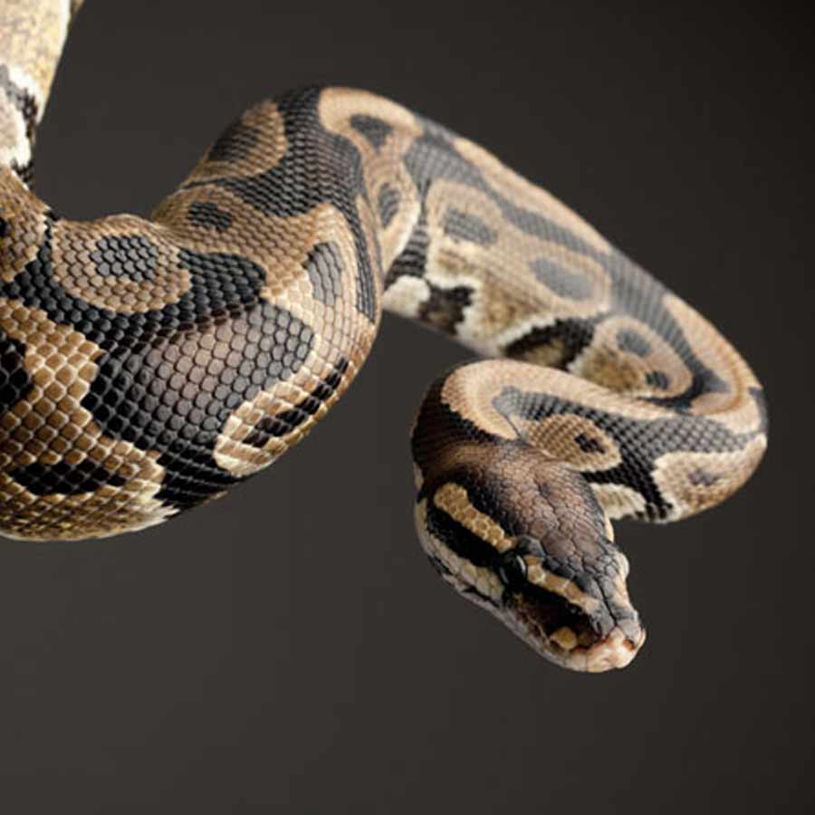 New cell discovered in Python bodies that can digest bones dgtl