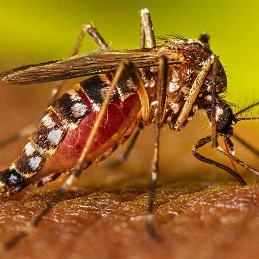 Many people contracted Dengue at rampurhat from the beginning of July