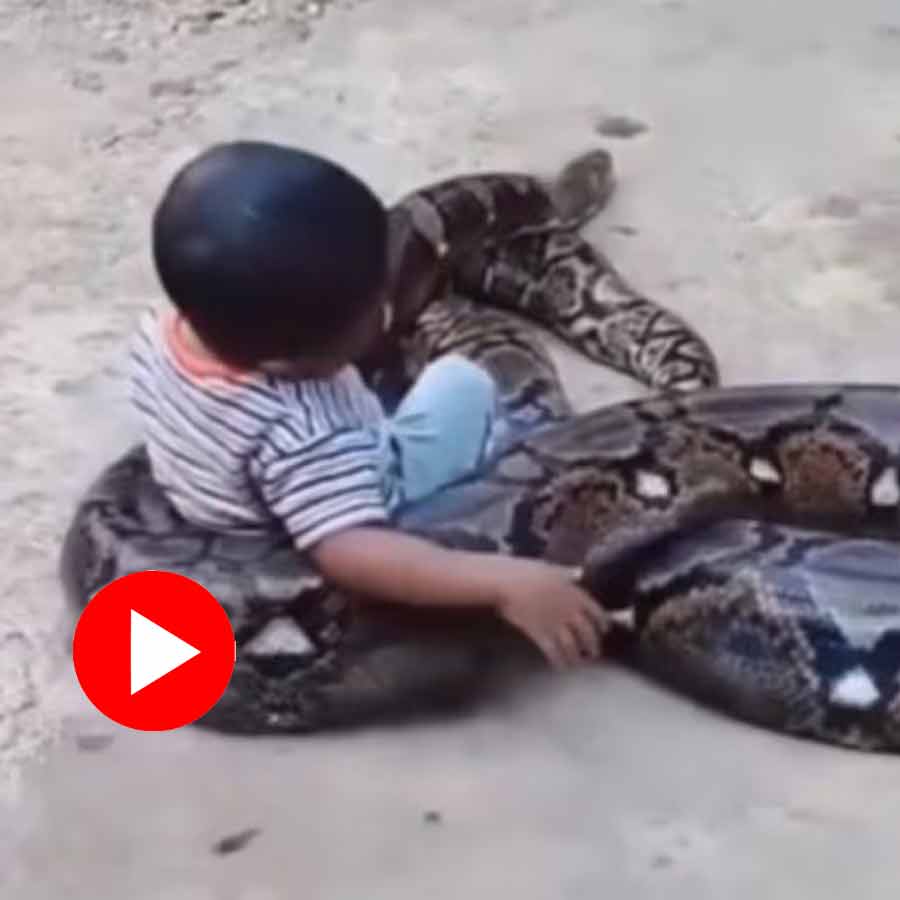Video shows boy playing with huge python