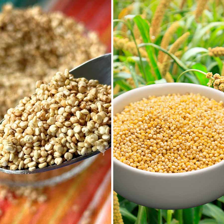 কিনােয়ার বদলে খেতে পারেন কাউনের চাল।