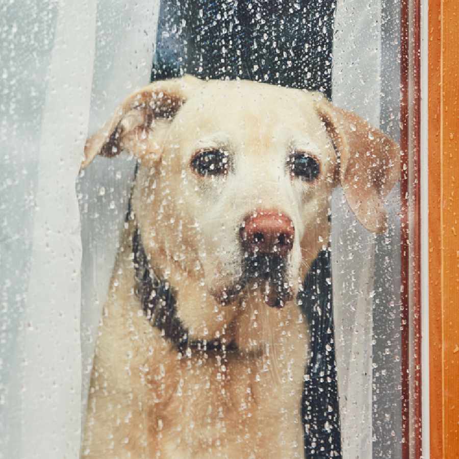 Five essential pet care tips for monsoon dgtl