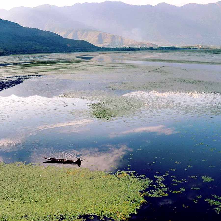 Wular lake filled with Lotus again after more than 30 years, what exactly has happened